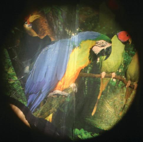 Solar Projector Effects Wheels- Style: Tropical Birds Solar Projector Effects Wheels- Style: Tropical Birds