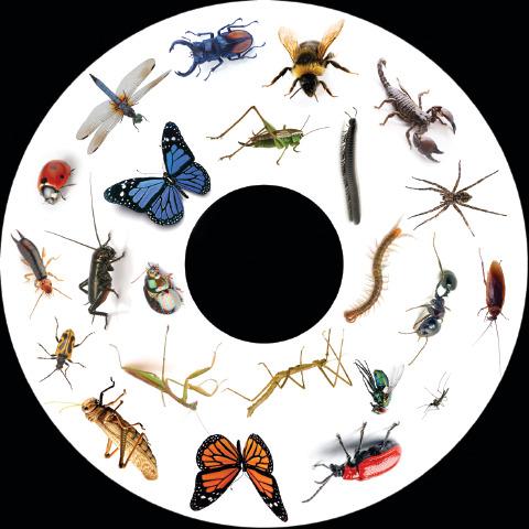 SNAP Projector Wheels- Style: Insects SNAP Projector Wheels- Style: Insects
