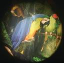 Solar Projector Effects Wheels- Style: Tropical Birds Solar Projector Effects Wheels- Style: Tropical Birds