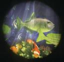 Solar Effects Wheels- Style: Tropical Fish Solar Effects Wheels- Style: Tropical Fish