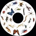 SNAP Projector Wheels- Style: Insects Snap Wheel