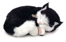 Breathing Cat Breathing Cat