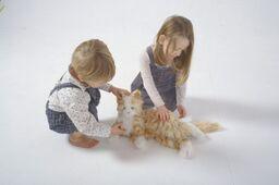 Tabby Companion Cat Tabby Companion Cat