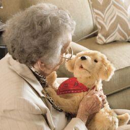 Companion Pup Companion Pup